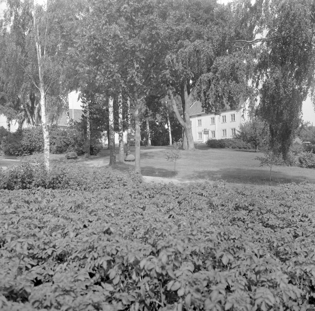 Adolf Skjegstad, ASK-04564