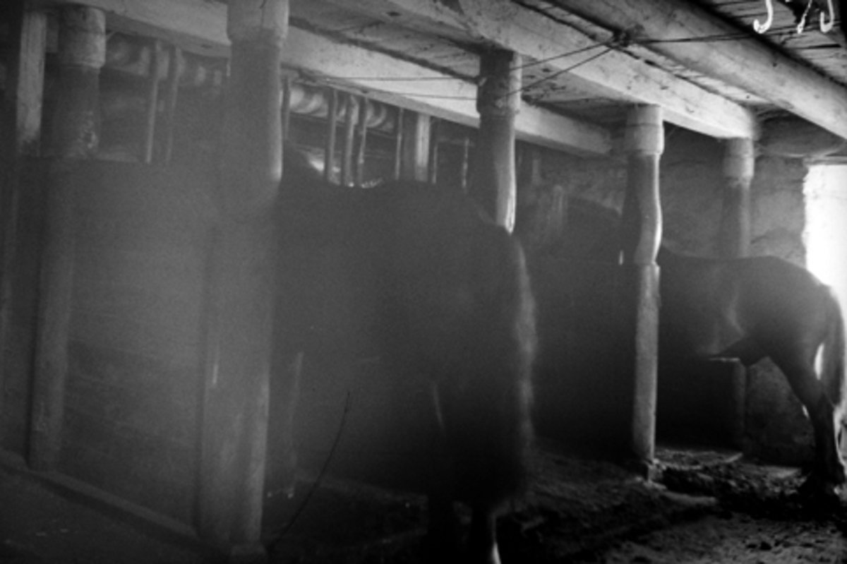 Toralv Bleken-Nilssen, STALL. INTR. HESTER. DREIDE STOLPER, KYLSTAD STORE ØSTRE, Furnes i Ringsaker.