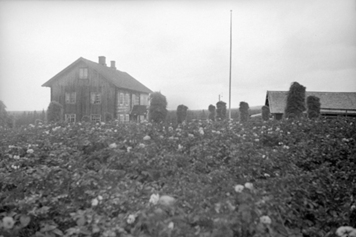 Anno Domkirkeodden, AAS ØSTRE I VANG, Hamar, POTETÅKER I BLOMSTRING, KORNSNES, GNR. 124-