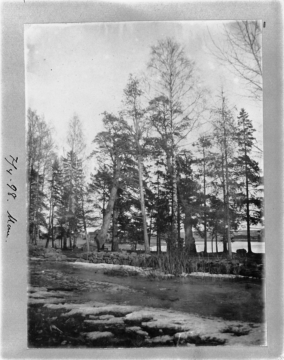 Johan Albert Steen, STORHAMAR. STRANDPROMENADEN. TRÆR KALT MUNKEN OG BISPEN.