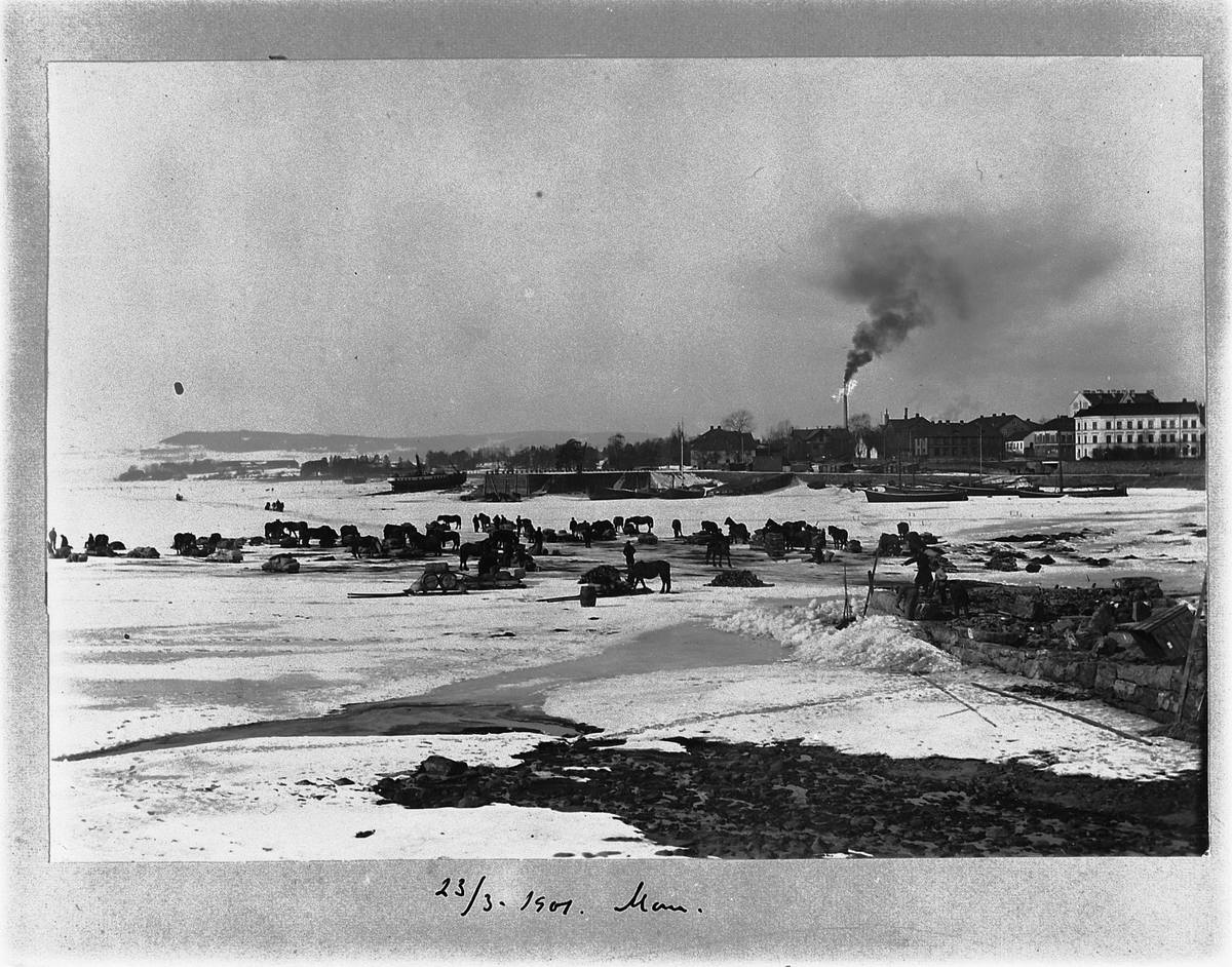 Johan Albert Steen, TRANSPORT AV MELK TIL HAMAR MELKEFABRIKK, HESTER OG KJØRERE HVILER PÅ MJØSISEN I HAMARBUKTA FØR HJEMREISE, 23-3-1901. Varetransport. Industrirøyk.