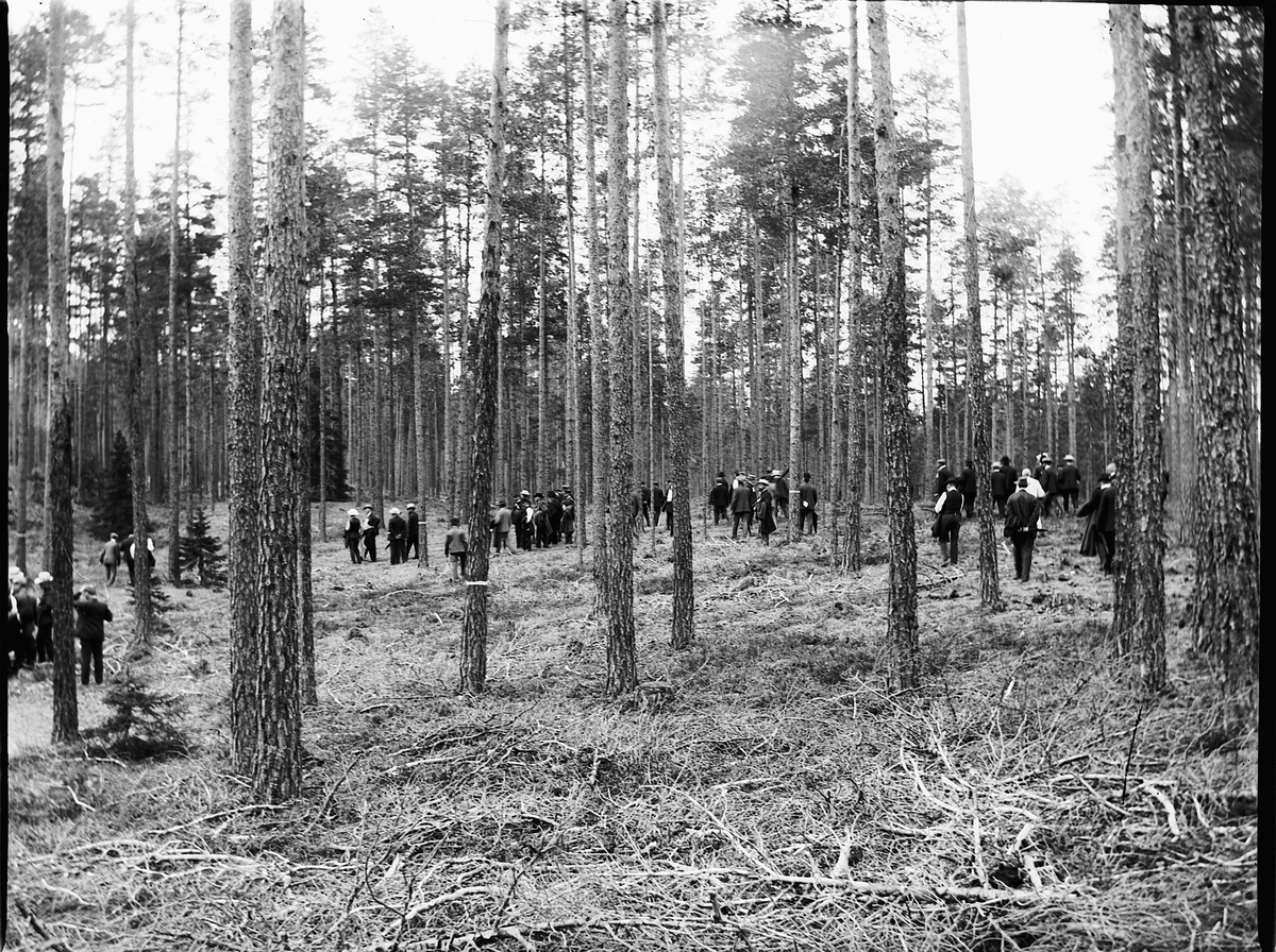 Ole Hansen Løken, SKOGBRUK, SKOGBEFARING, STOR GRUPPE UKJENTE MENN I FURUSKOG.