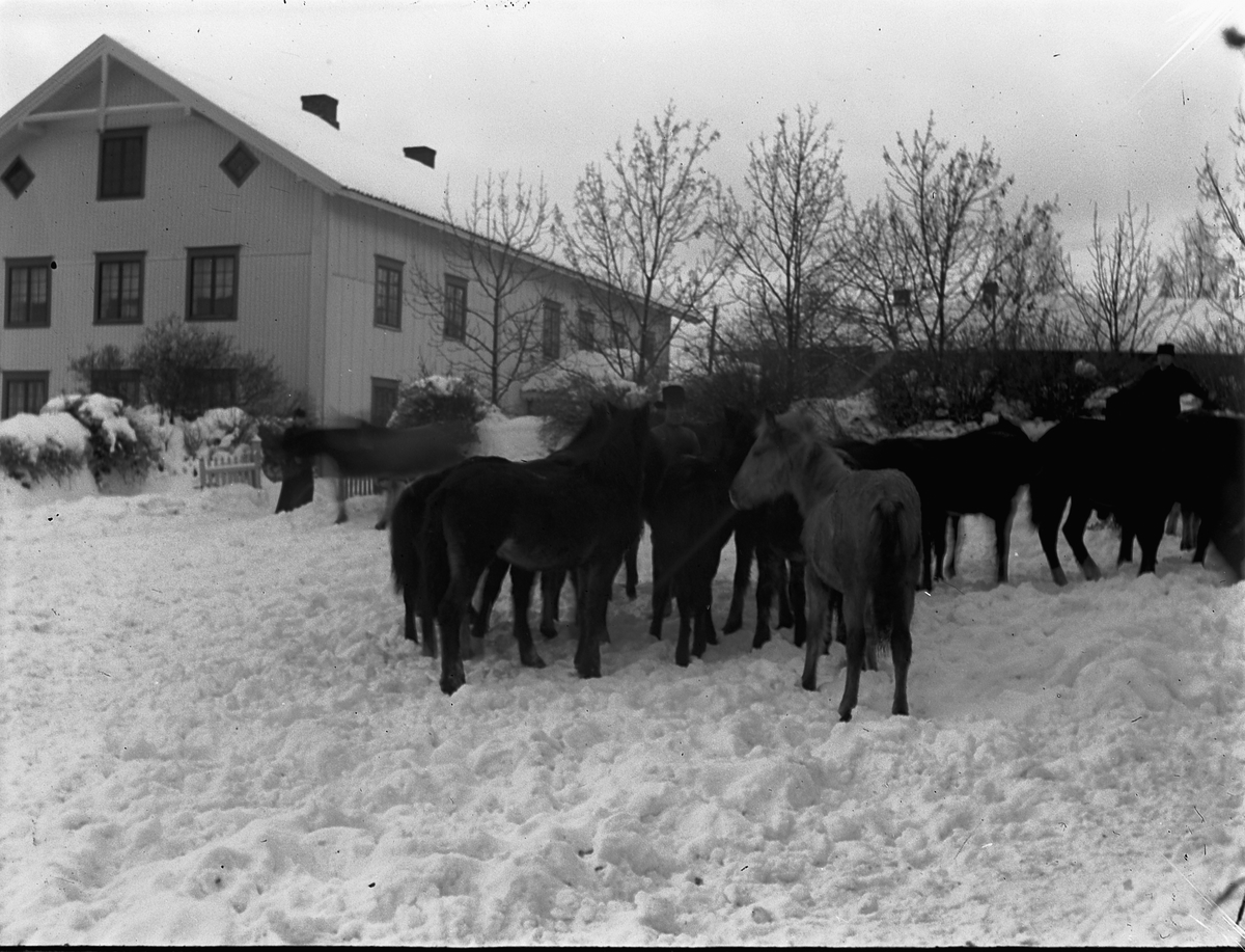 Ole Hansen Løken, LØKEN GARD, VELDRE, RUDSHØGDA, Ringsaker, HOVEDBYGNINGEN, HESTER.