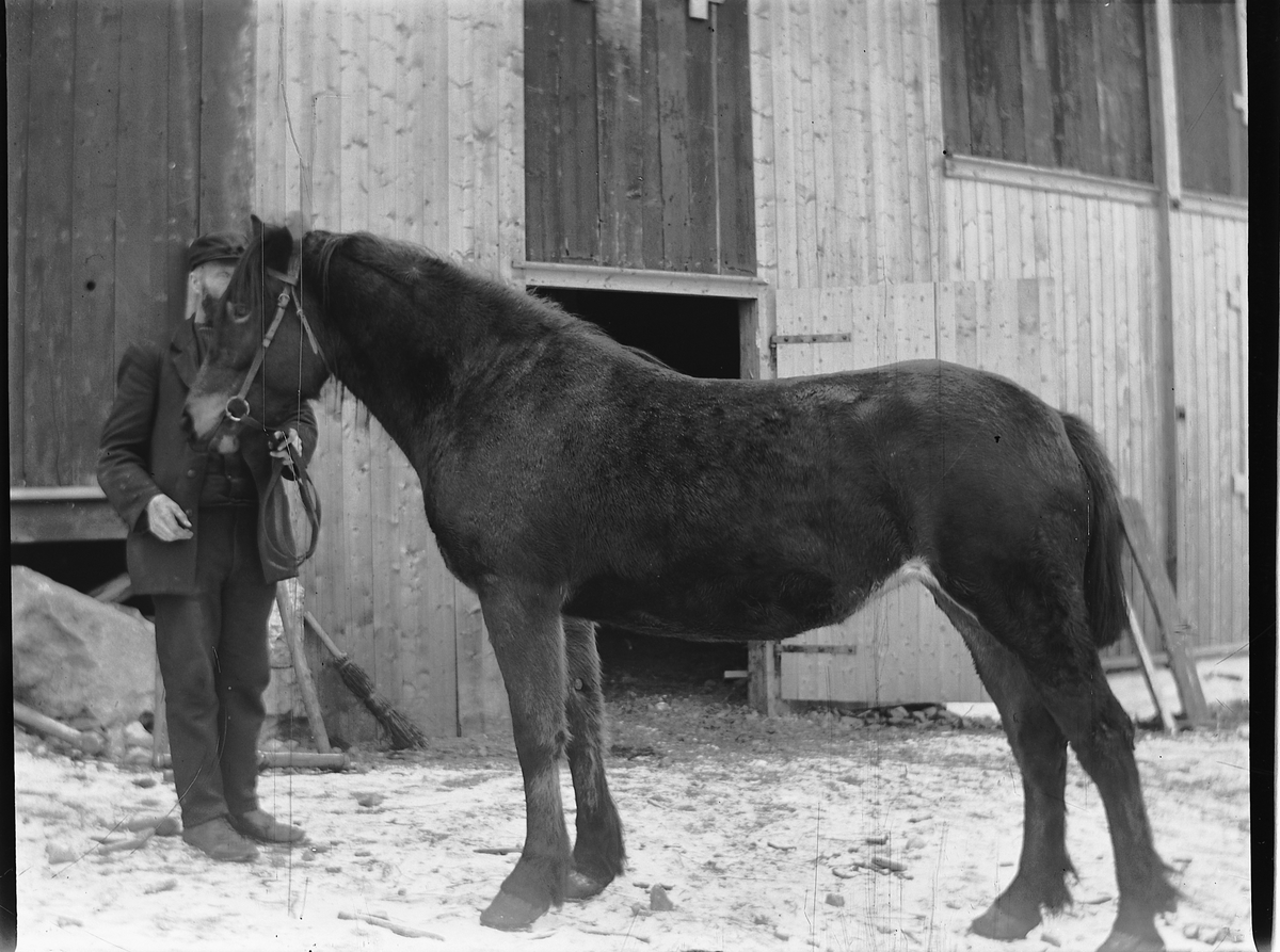 Ole Hansen Løken, LØKEN ØSTRE, VELDRE, RUDSHØGDA, Ringsaker, HEST.