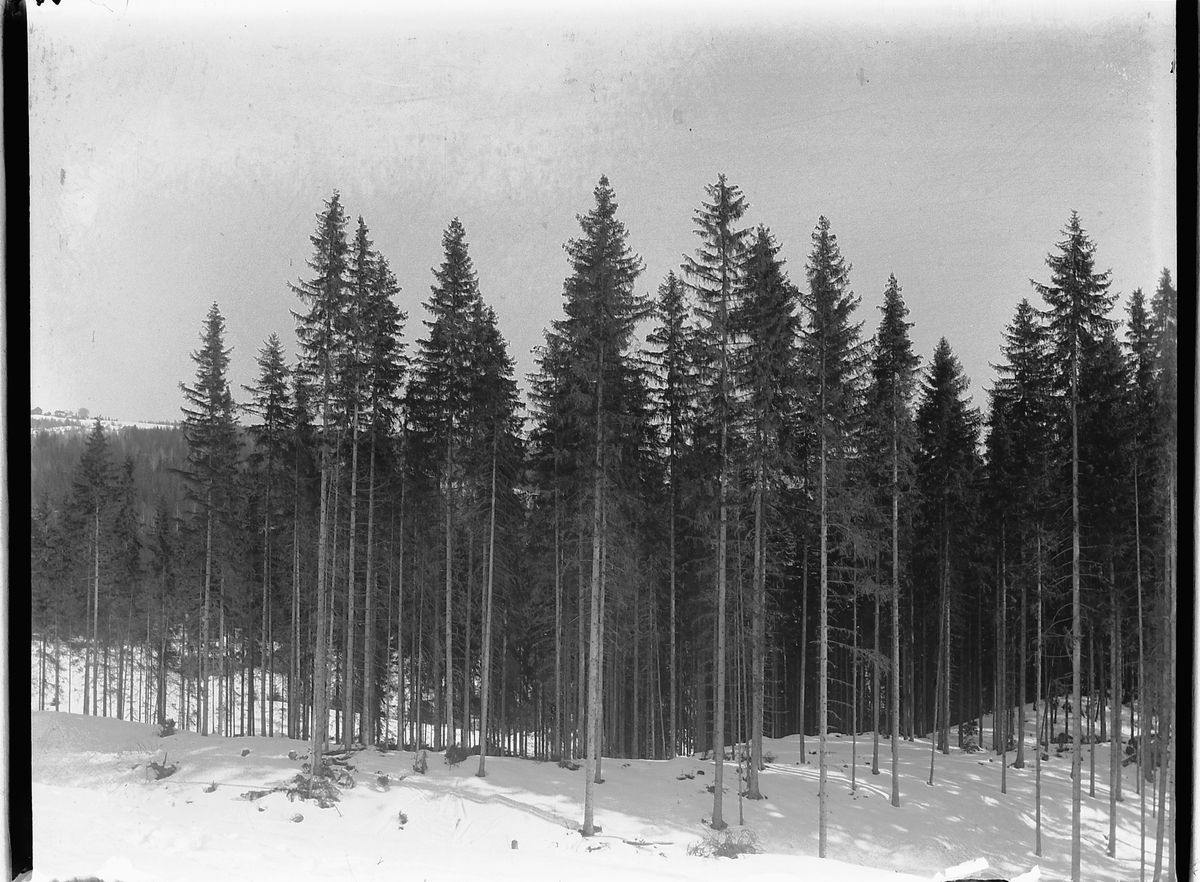 Ole Hansen Løken, SKOG. UKJENT STED.