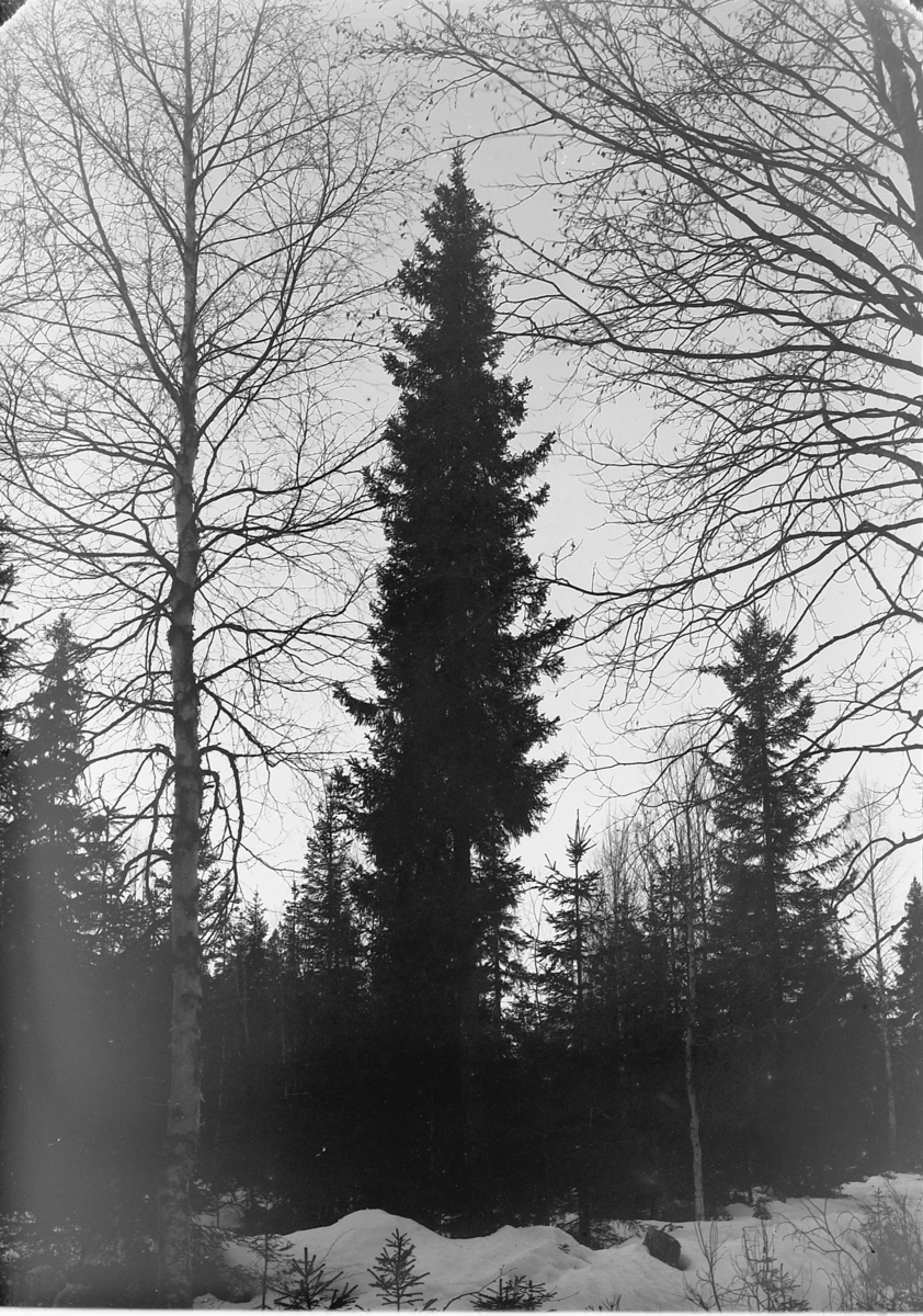 Ole Hansen Løken, GRAN, VINTERSKOG.