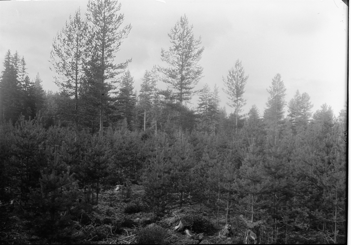Ole Hansen Løken, FURUSKOG, UNGSKOG, PLANTEFELT, UKJENT STED.