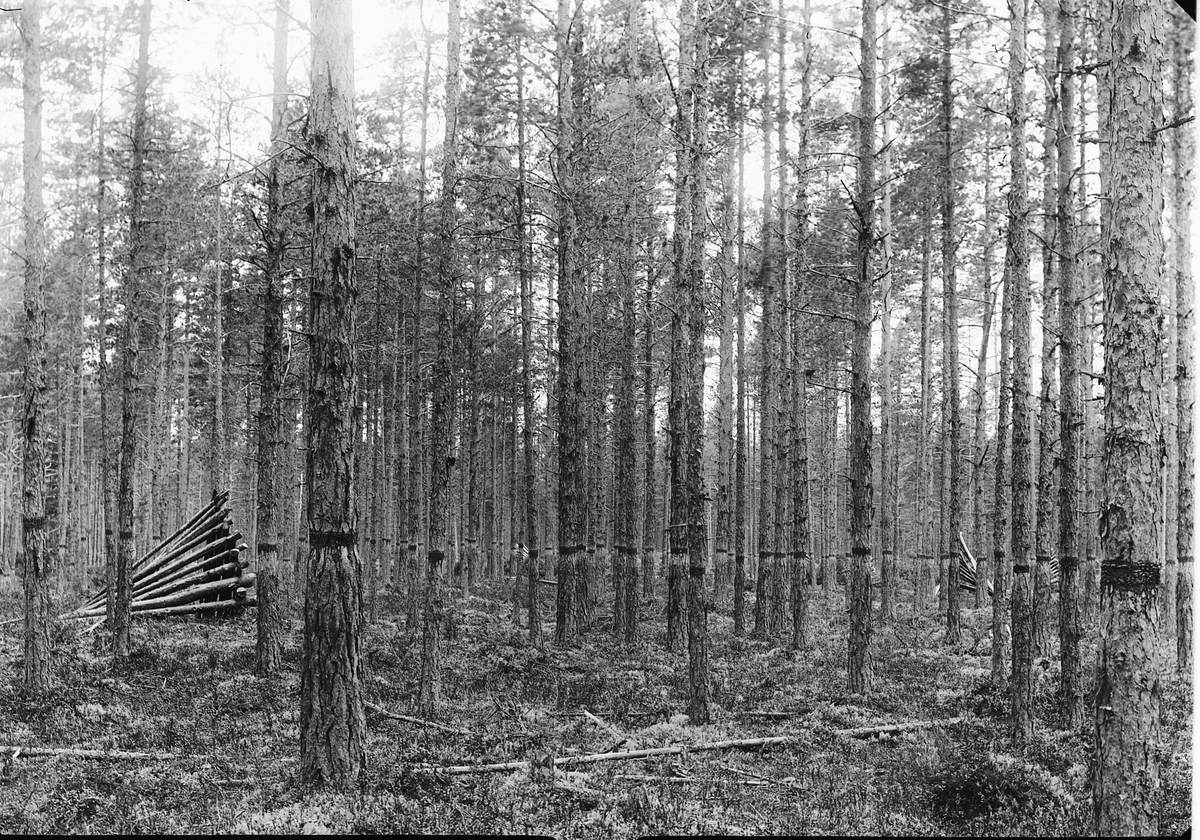 Ole Hansen Løken, SKOGBRUK, FURUSKOG, VEDREIS, TYNNING AV UNGSKOG, TRÆR BLINKET, MERKET, FØR HOGST.