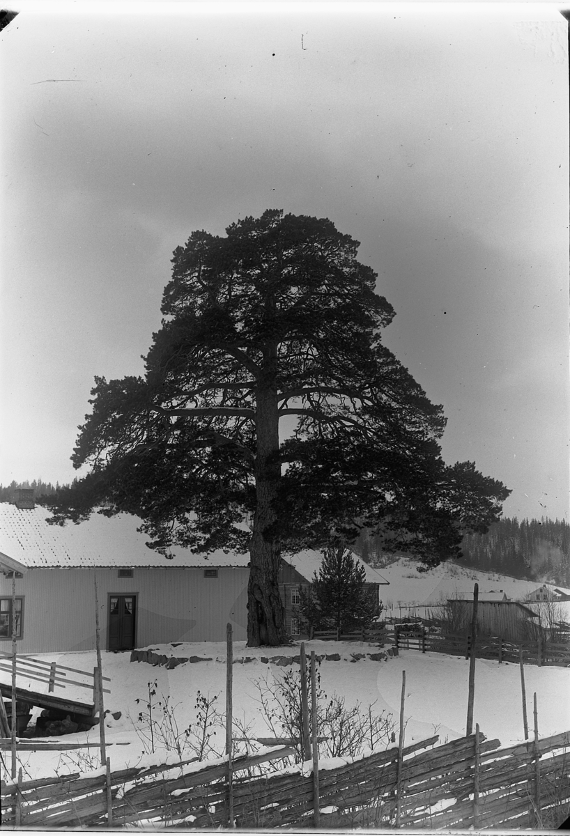 Ole Hansen Løken, FURU SKOLE, DALHEIM, Ringsaker.