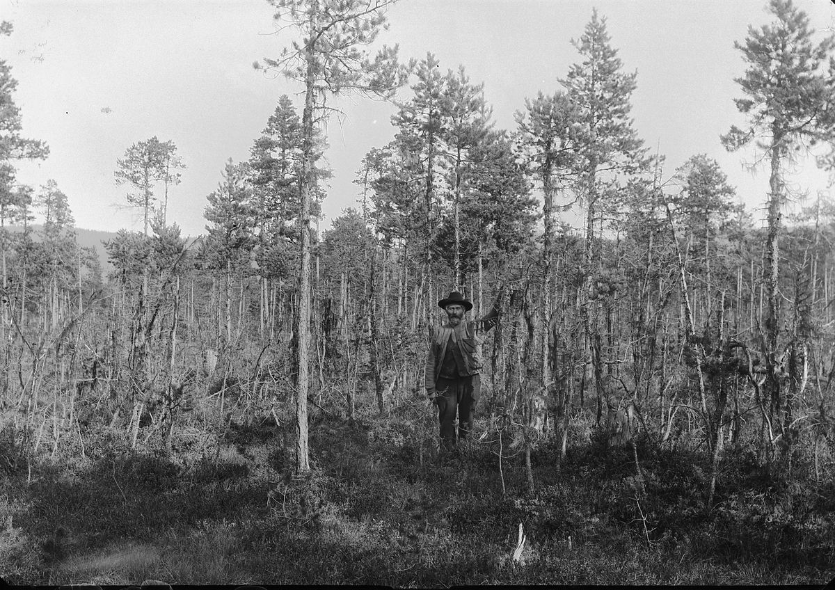 Ole Hansen Løken, SKOGBRUK, UKJENT MANN I FURUSKOG.