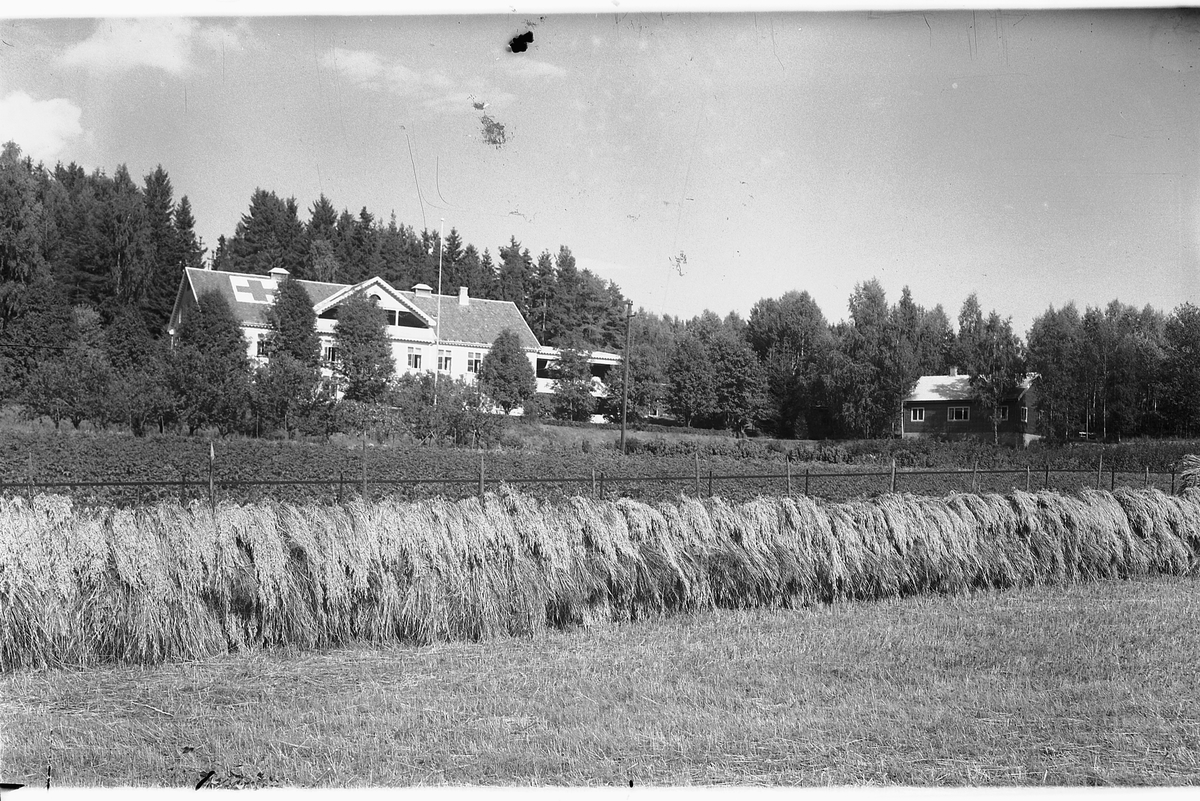 Håkon Prestkværn, RINGSAKER SYKEHUS, SYKEHJEM, MOELV. Høyhesje i forgrunnen.