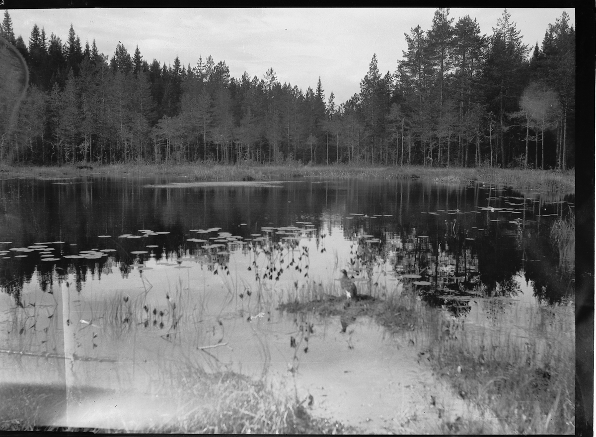 Håkon Prestkværn, TJERN I SKOGEN, SKOGSTJERN.