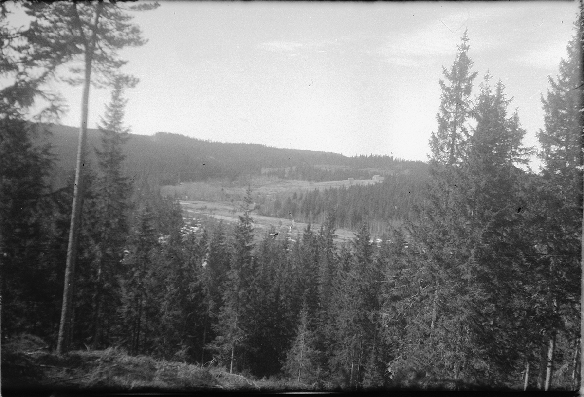 Håkon Prestkværn, Skog, landskap.