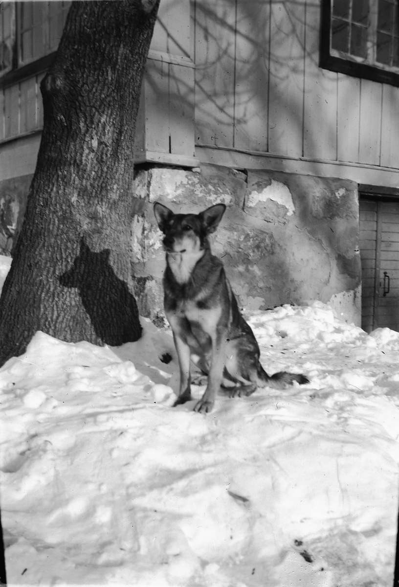 Håkon Prestkværn, Hund sitter i snøen utenfor et hus.