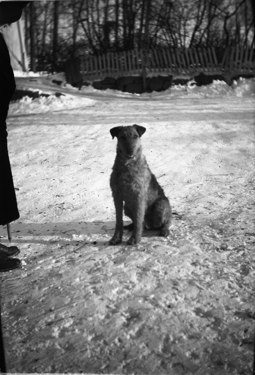 Håkon Prestkværn, Hund sitter i en hage.
