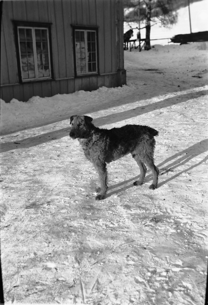 Håkon Prestkværn, En hund foran et hus.