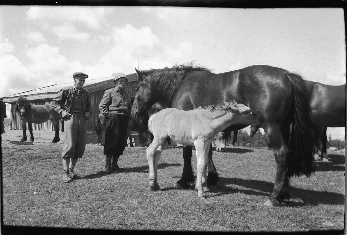 Håkon Prestkværn, To menn ved et føll som ammer en hest.