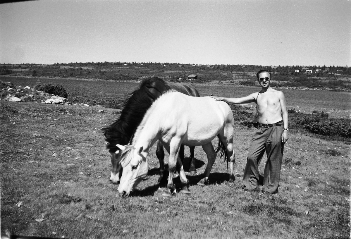 Håkon Prestkværn, En mann står ved to hester på beite. Ljøsheim, Ljøsvatn.