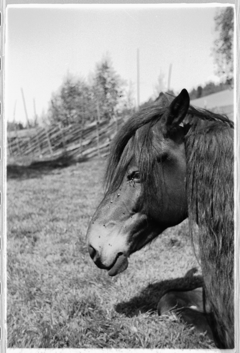 Håkon Prestkværn, En hest med en skigard i bakgrunnen.