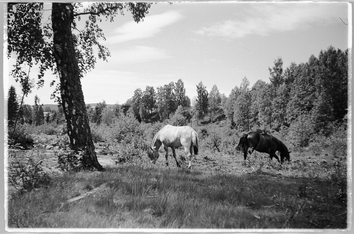 Håkon Prestkværn, Eksteriør, skog. To hester beiter på en eng.
