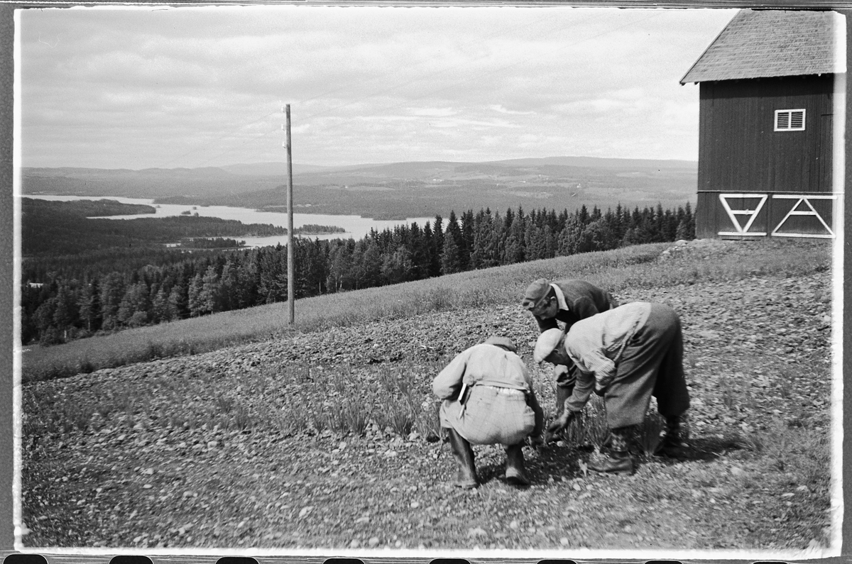 Håkon Prestkværn, Landskap. Tre menn undersøker en avling grønnsaker.