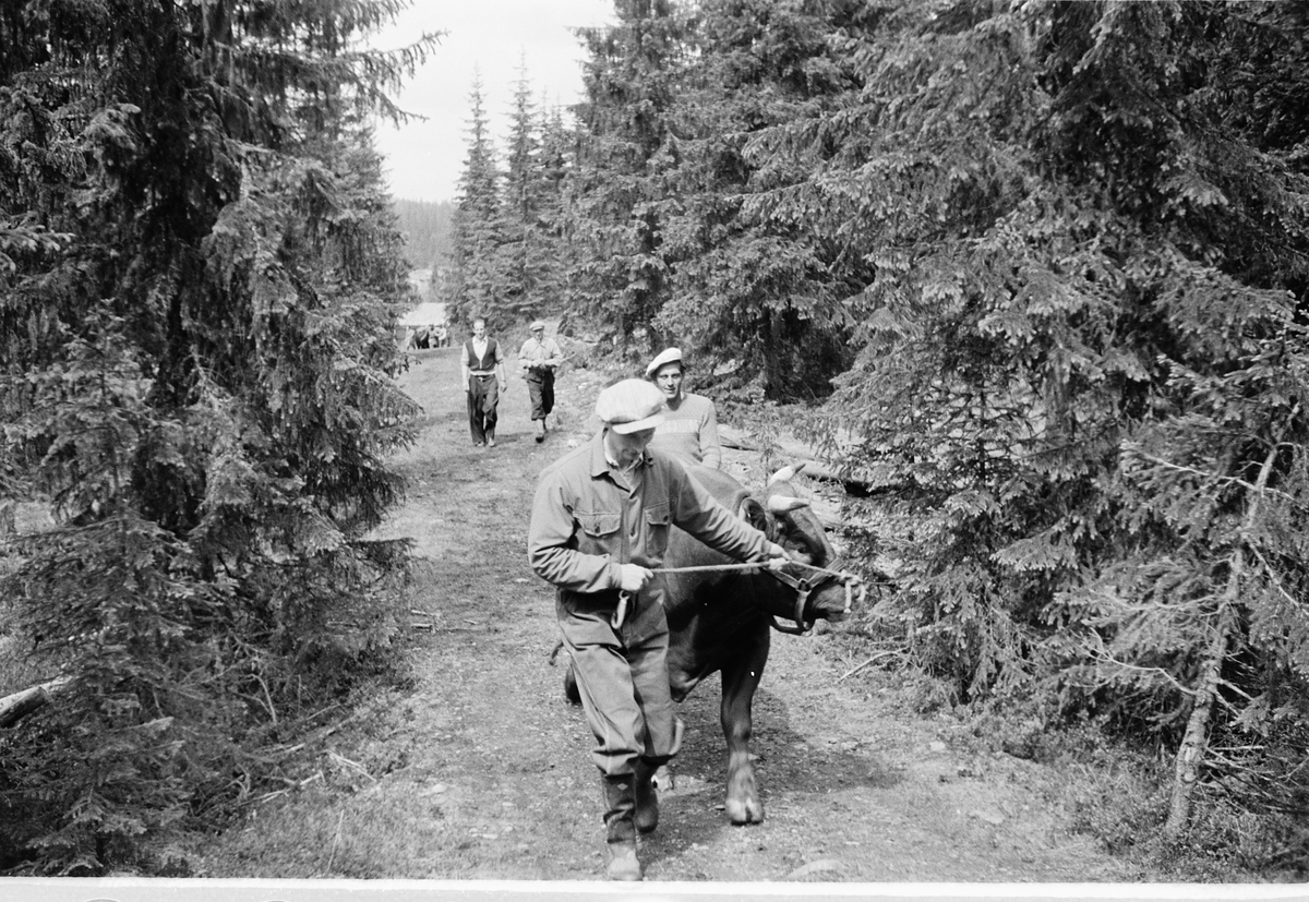 Håkon Prestkværn, En menn leier en okse med nesering på en sti i skogen.