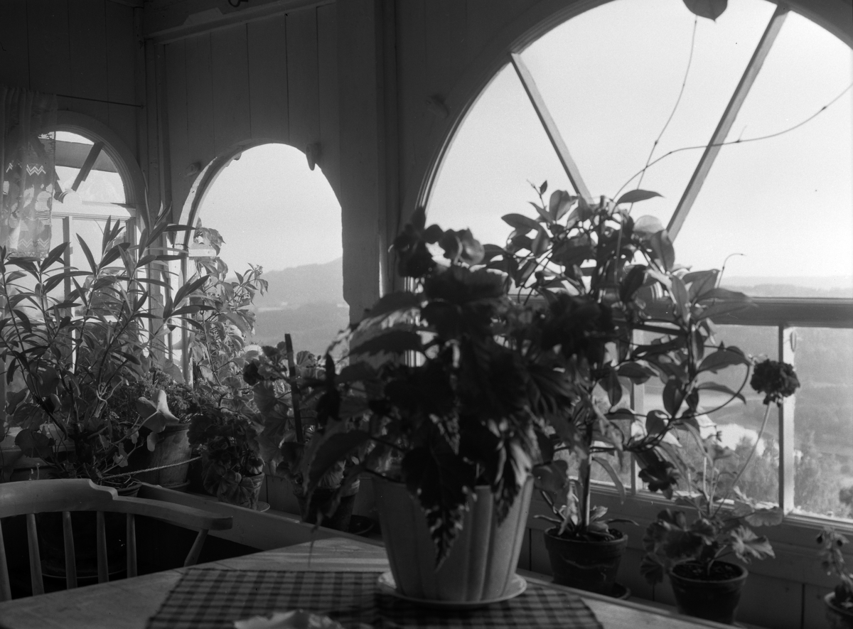Kristian Heramb, En plante på et bord. Utsikt fra veranda. Billerud? Veldre i Ringsaker.