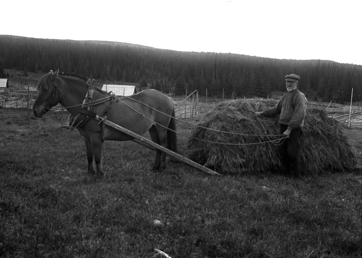 Simen Baardseth, Slåttonn. MATHIAS BOGSTISVEEN KJØRER INN HØY PÅ GAMMELSKOLLA SETER i Ringsaker, HEST, SLEDE, Hesteredskap. : FOTO SIMEN BAARDSETH 1/9-1928