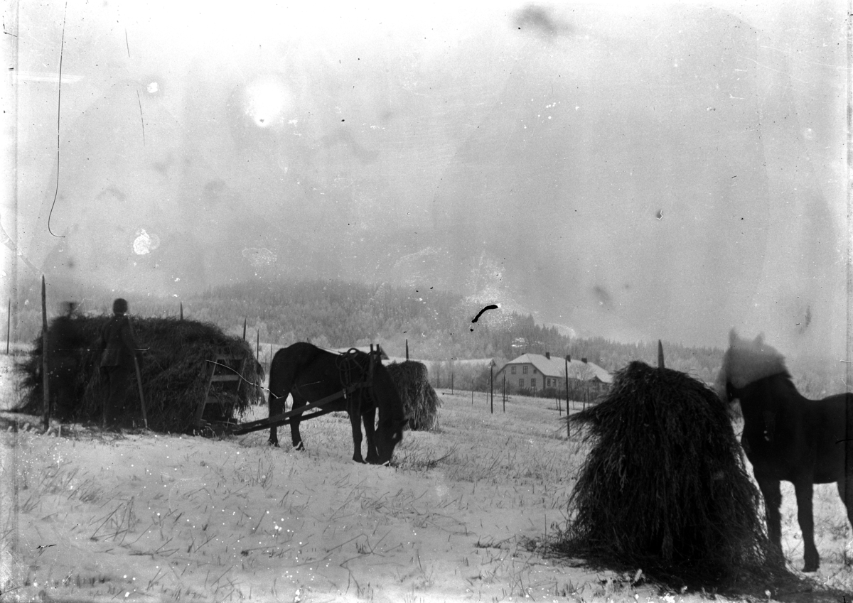 Martin Finborud, Hest og slede, innkjøring av lo, skuronn, Grefsheim gård, Nes, Hedmark. Tidlig vinter.