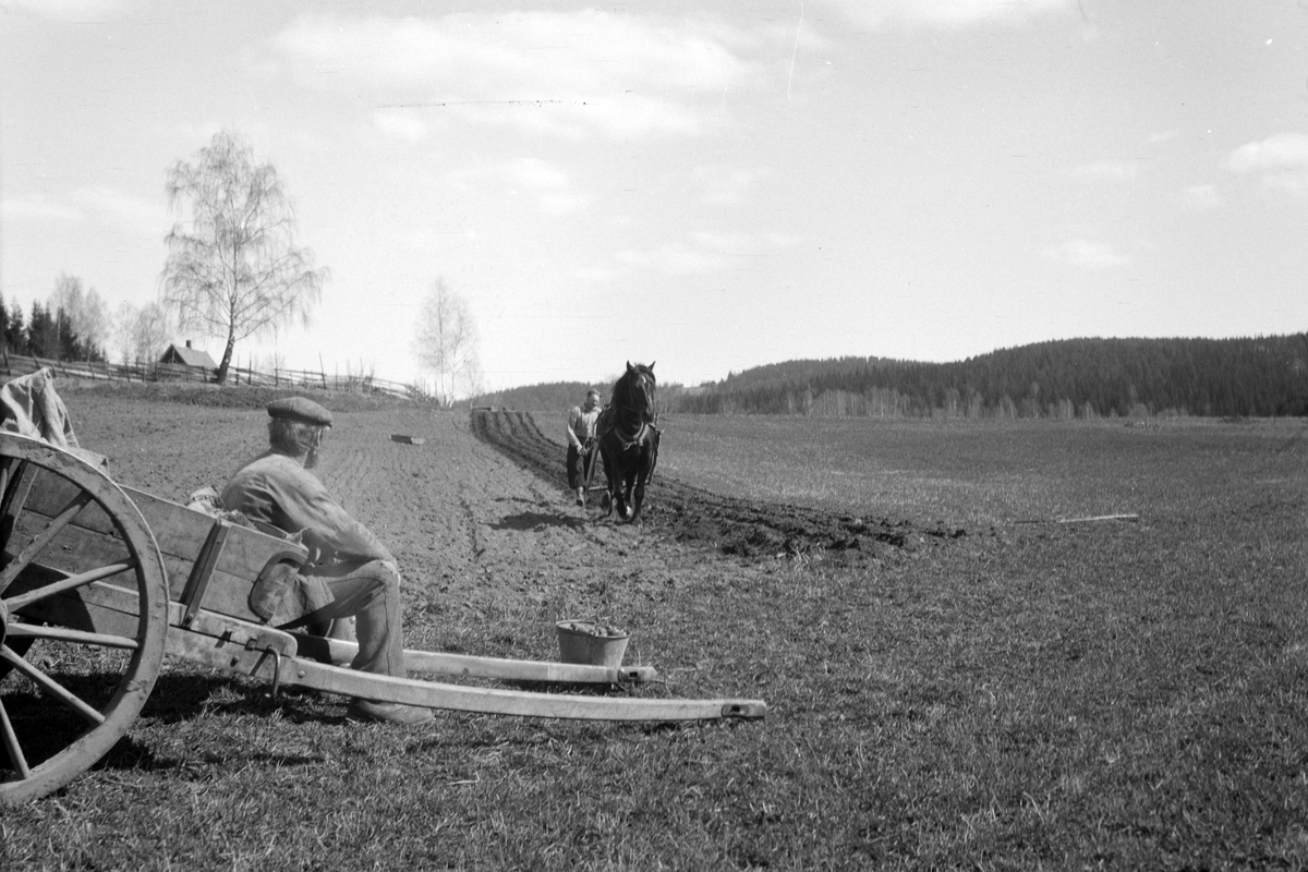 Håkon Prestkværn, Våronn. Potetsetting. Hest og plog. Hesteredskap. Kjerre. To ukjente menn.