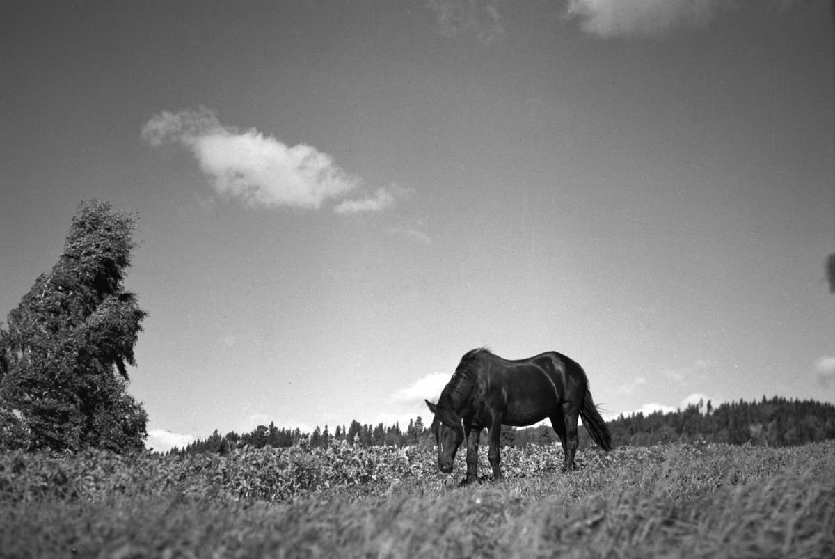 Håkon Prestkværn, Hest på beite, ukjent sted.