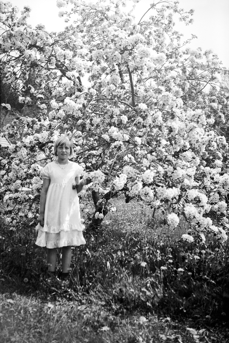 Håkon Prestkværn, Barn, jente ved epletre i full blomstring, ukjent