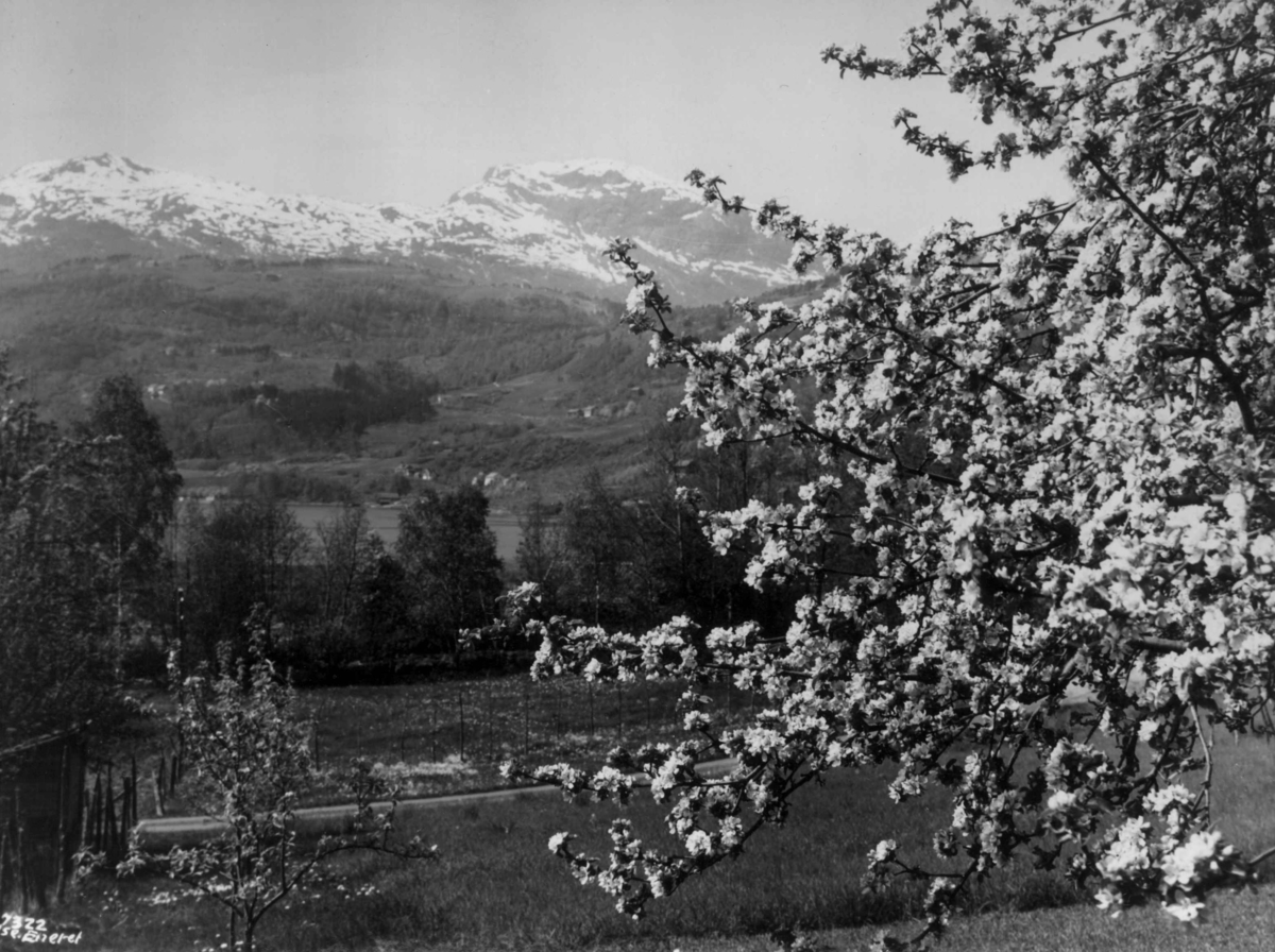 Anders Beer Wilse, Wilse original, Fruktblomstring