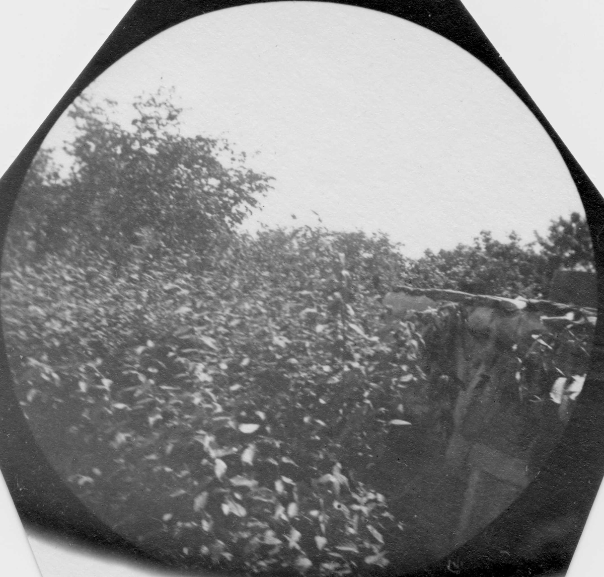 Fredrik Carl Mülertz Størmer, Fra Observatoriet, Oslo. Løvtrær.