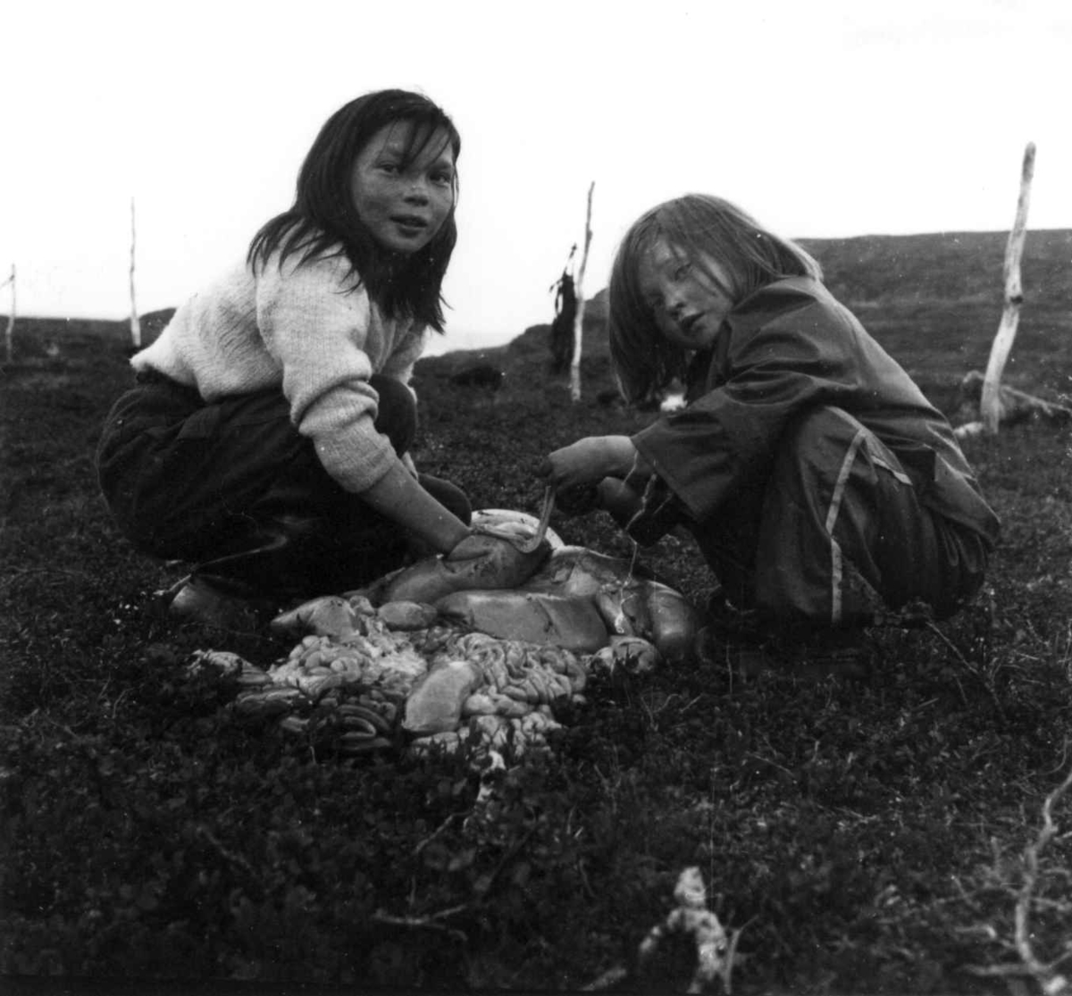 Virginia Raymond Davidson, Samebarn med innvoller av rein etter slakting, ant. 1959.