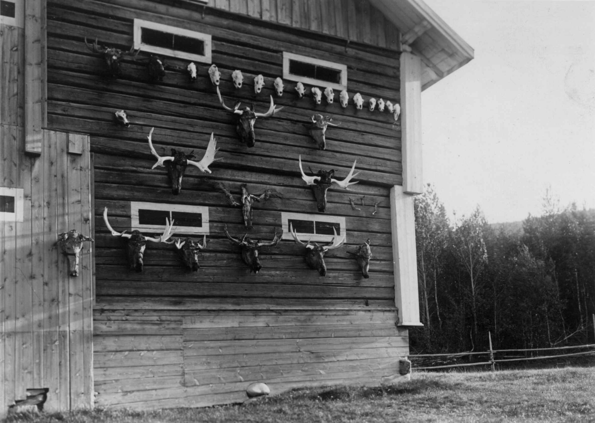 Robert Collett, Jakttrofeer, gevir (antatt elg) og hodeskaller, festet til uthusvegg, ukjent sted. Serie fotografert av Robert Collett (1842-1913), amatørfotograf og professor i zoologi.
