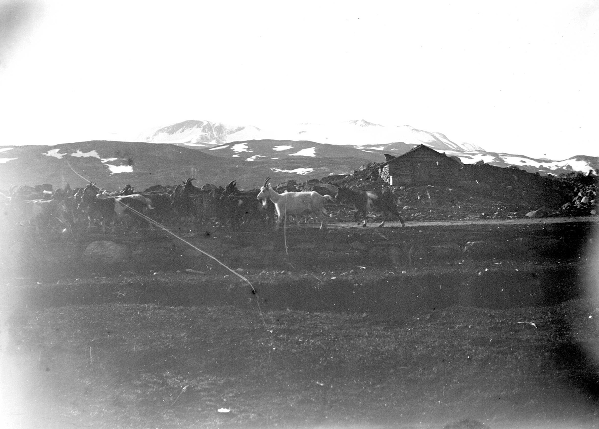 Juliane Fredrikke Langberg, Fra Hallingskarvet, med geiteflokk og seterbu i forgrunnen. Fra malerinne Juliane Fredrikke Langbergs (1856-1930) samling, tatt ca.1895-1910 med motivkrets slekt og venner samt steder tilknyttet samvær med disse.