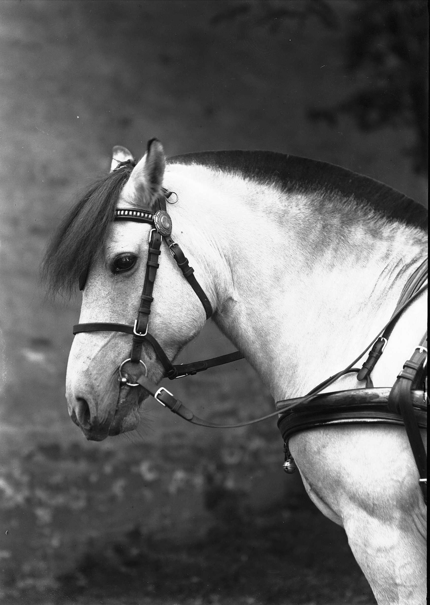 Solveig Lund, Hest og seletøy.