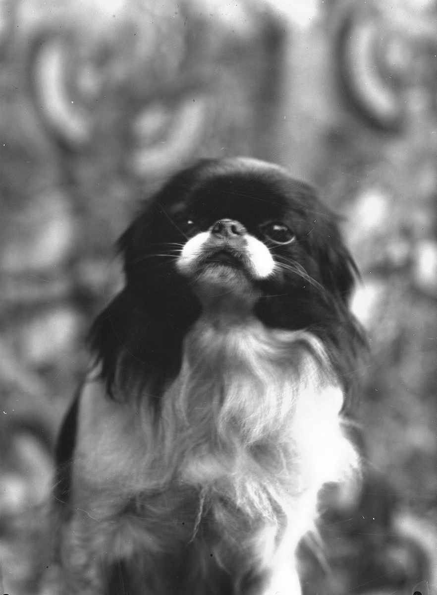 Solveig Lund, Fotografi av hund.