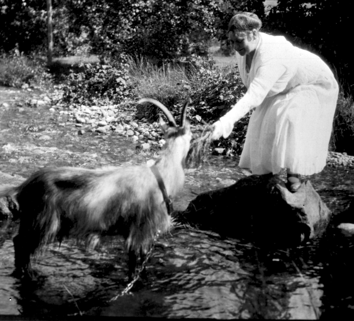 Gustav Borgen, Avfotografert bilde av en kvinne som mater en tjoret geitbukk ved en bekk.