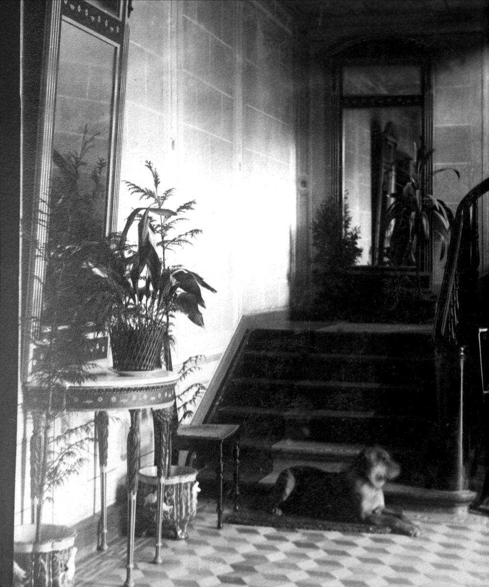 Gustav Borgen, Avfotografering. Hund ved trapp, speil, grønne planter.