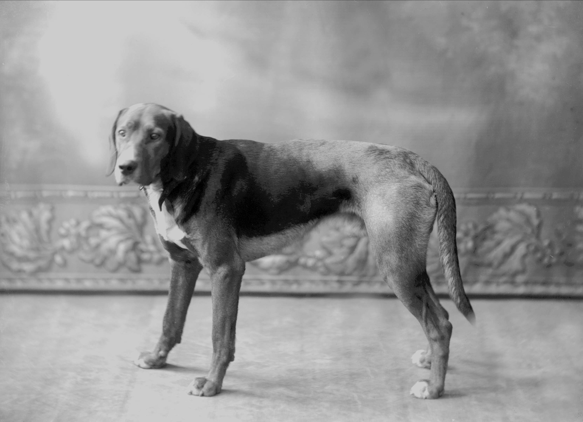Gustav Borgen, Portrett, stående hund.