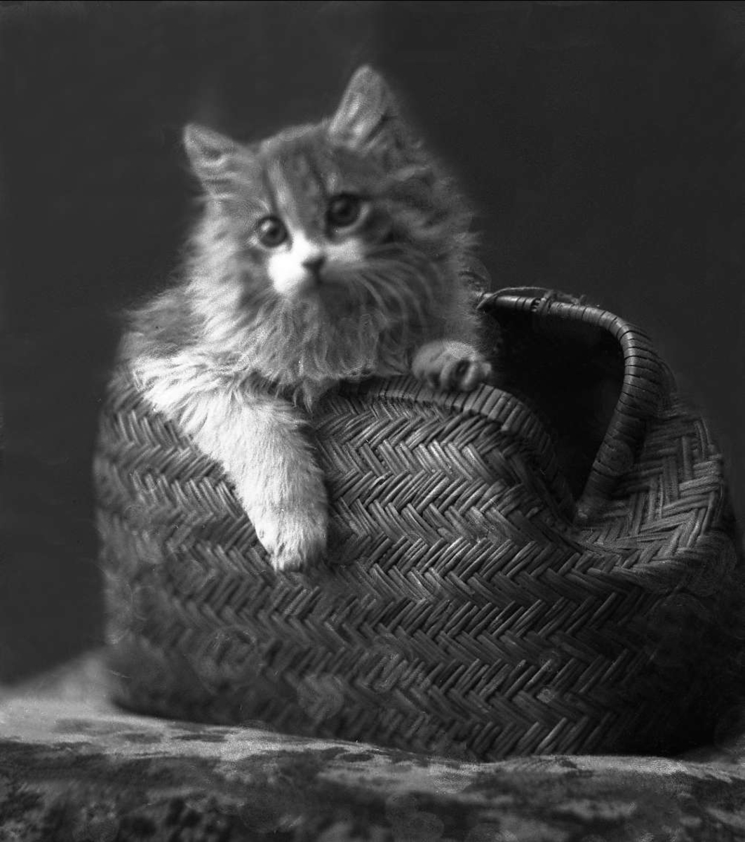 Gustav Borgen, Portrett, katt i veske. Frøken Trulsens katt.