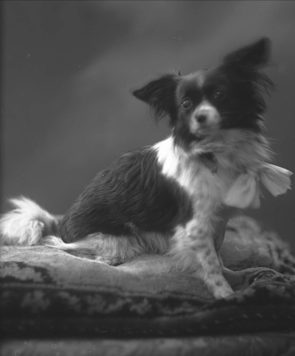 Gustav Borgen, Portrett, sittende hund. Kunsthandler Ludvig Wangs hund.