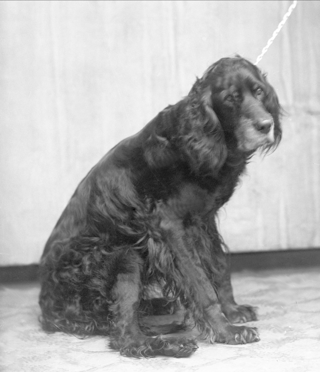 Gustav Borgen, NFB.56224