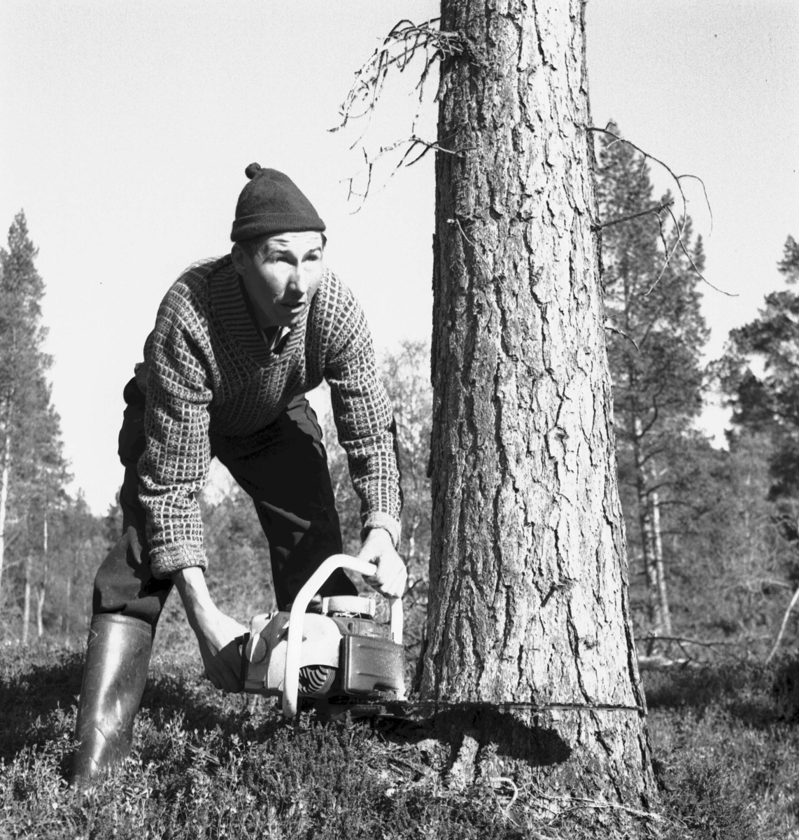 Per Magne Grue, Tynset, Savalen, Mann med motorsag feller et tre