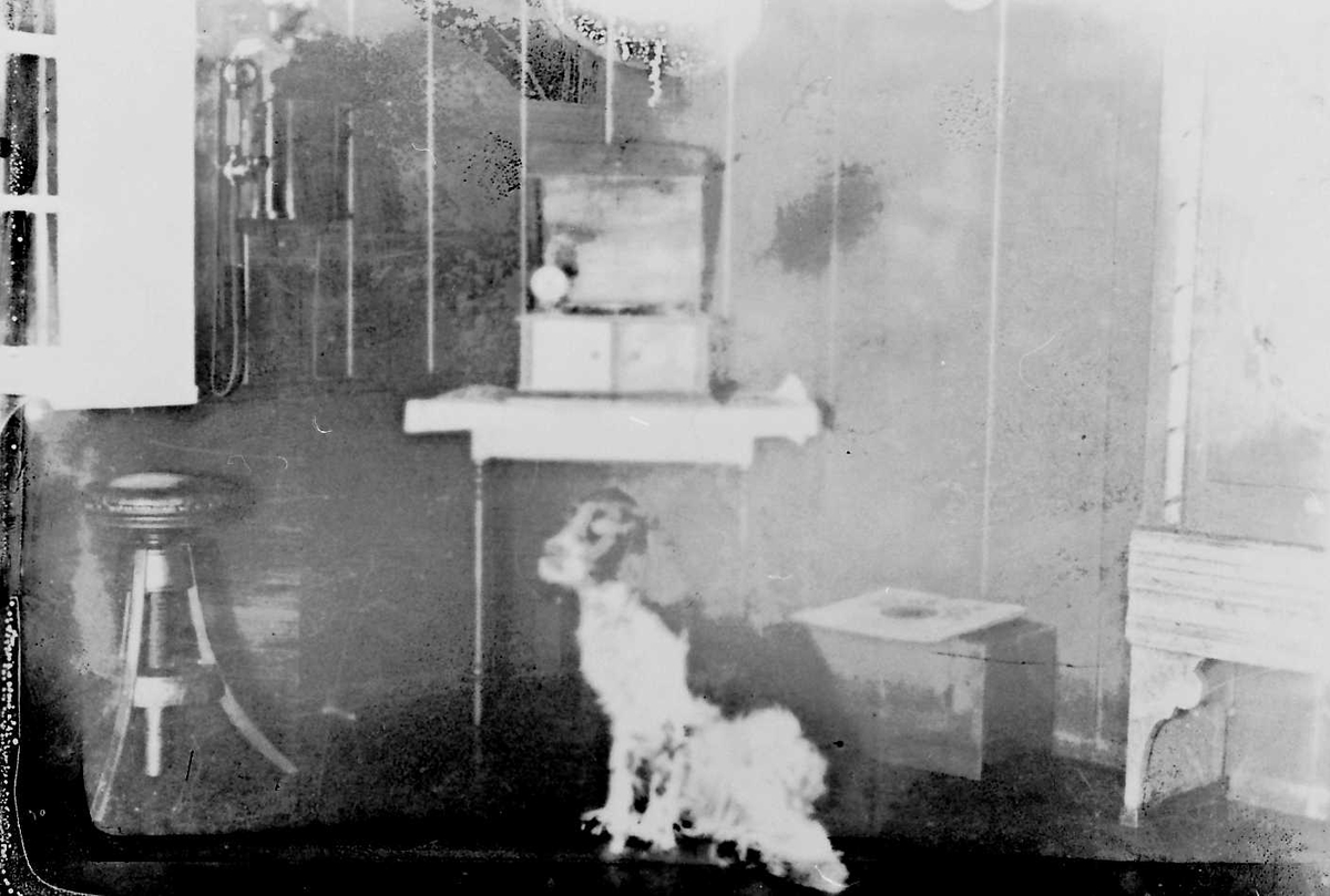 Peder J. Bredalslien, Hund
