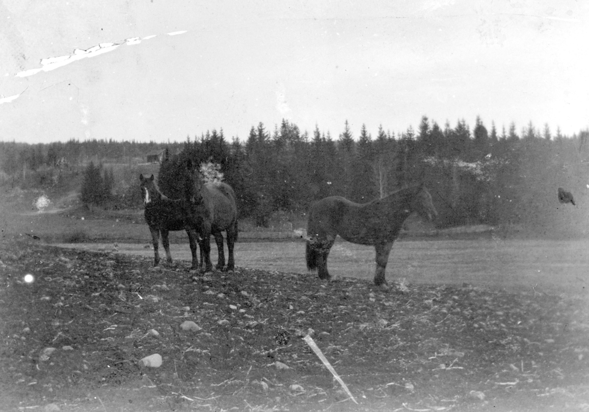 Ukjent, Tomterødegarden (60/10). Tre hester på beite. Ca 1917.