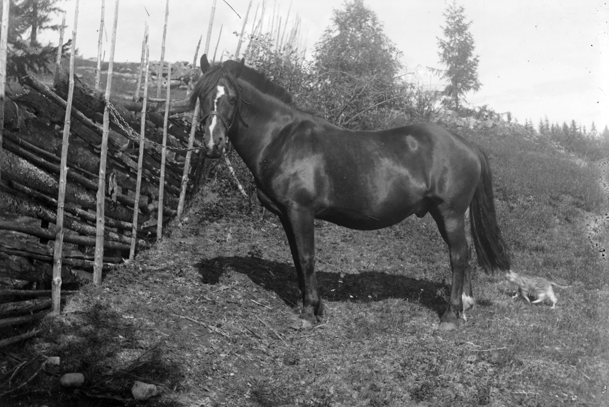 Engebret Dalen Olsen, HHB-15634