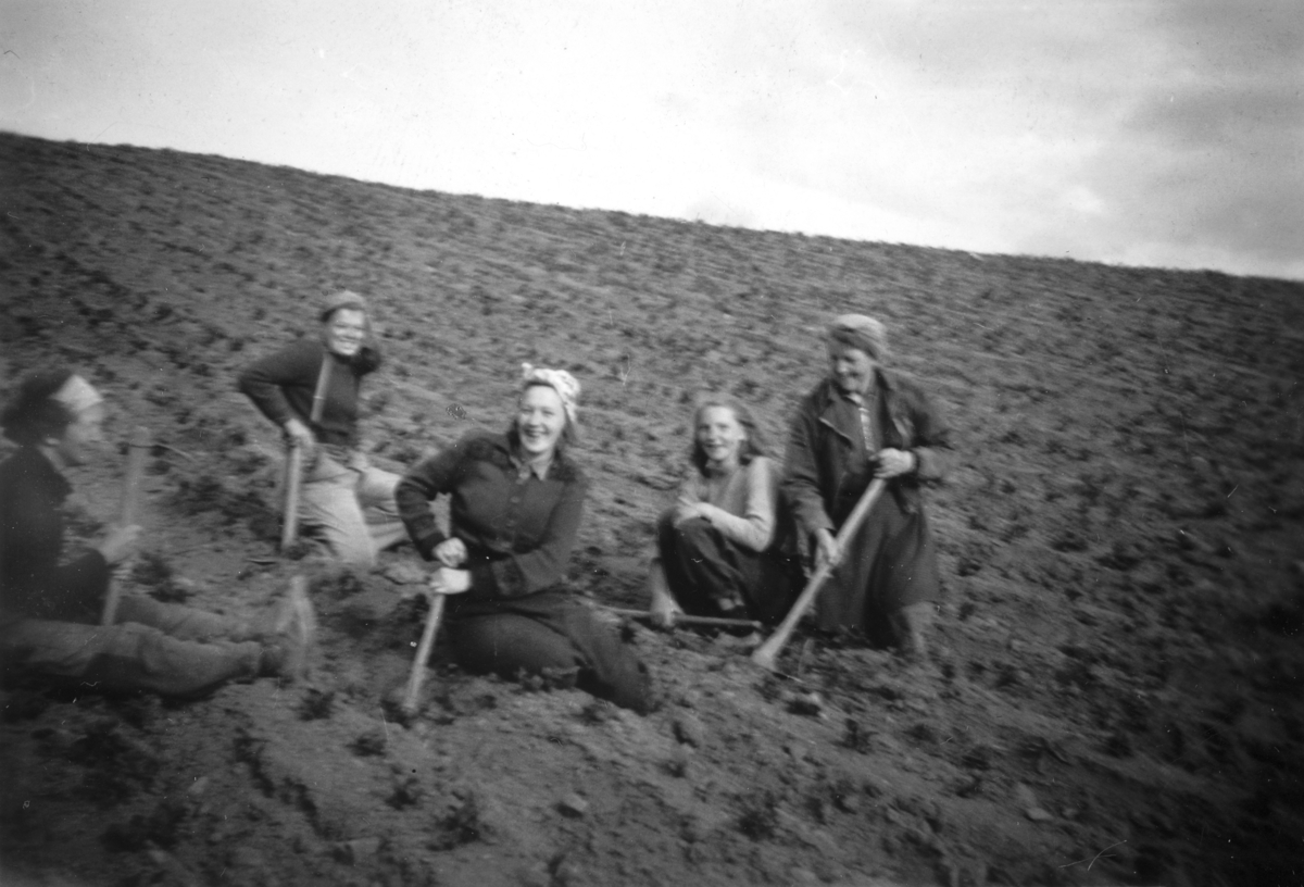 Ukjent, Imerslund, Østre. 30-1. Vang H. Potetrensking, f.v. Marie Kjosbakken, Tora Svenkerud, Olaug Moløkken, Ruth Sjøen, Gina Andersen, potetgrev.